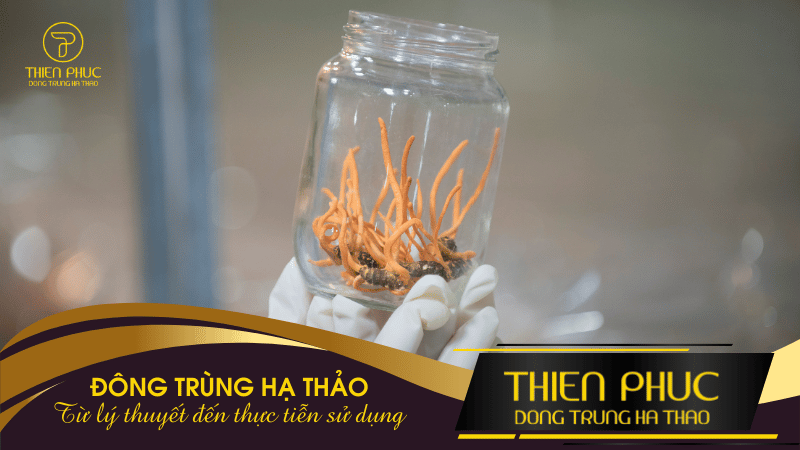 Sản Phẩm Đông Trùng Hạ Thảo_ Từ Lý Thuyết Đến Thực Tiễn Sử Dụng