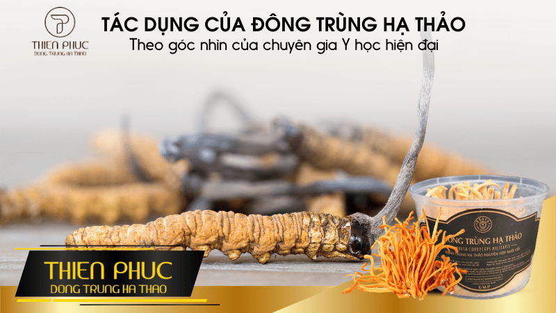 TÁC DỤNG CỦA ĐÔNG TRÙNG HẠ THẢO