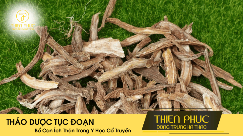 Thảo Dược Tục Đoạn - Bổ Can Ích Thận Trong Y Học Cổ Truyền