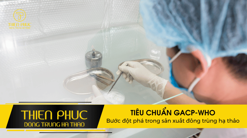 TIÊU CHUẨN GACP-WHO Bước đột phá trong sản xuất đông trùng hạ thảo