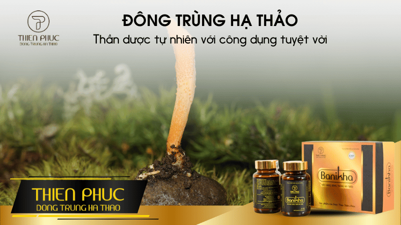 Khám Phá Thần Dược Đông Trùng Hạ Thảo Tự Nhiên Với Công Dụng Tuyệt Vời