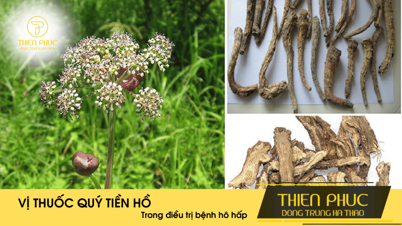 Vị Thuốc Quý Tiền Hồ Trong Điều Trị Bệnh Hô Hấp