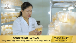 Đông Trùng Hạ Thảo Quý Hiếm Trong Y Học Và Thị Trường Quốc Tế