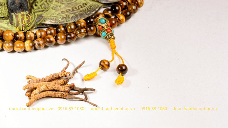 Đông trùng hạ thảo khô có màu đậm hơn, thân giòn dễ gãy