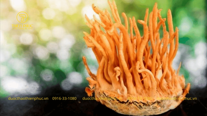 Dễ dàng hòa tan vào các món ăn hoặc thức uống