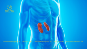 Bệnh Thận Cấp Tính: Hiểu Biết Về Nguy Cơ Và Điều Trị Kịp Thời