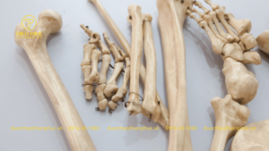 Cách Chọn Thuốc Bổ Xương Khớp Tốt