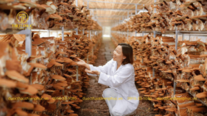 Nấm Lim Thiên Phúc – Hành Trình Từ Đam Mê Đến Sản Phẩm OCOP