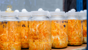 Trà Đông Trùng Hạ Thảo Banikha Có Dùng Được Cho Người Tiểu Đường Không?