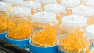 Trà Banikha An Toàn Không?